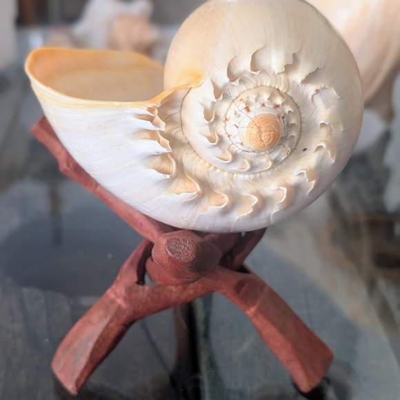Decorative Seashell on Stand:  Crowned Melon Baler - Picture 4 of 5